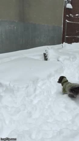 clavado,temporal,nevada,atascado,nieve,perro