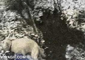 perro,cruzar,salto,saltar,espalda