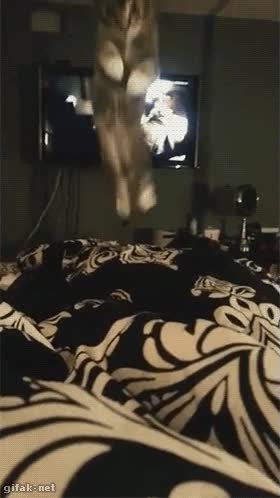 algo que no pueden evitar,saltar,cama,gato,atacar