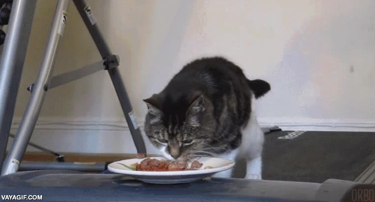 seguir,gato,plato de comida,cinta de correr,suelo,caminar