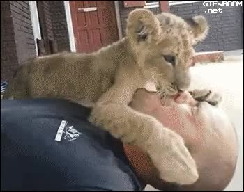 ¡Oh no, ese hombre está en el suelo y un león va corriendo hacia él! leon,cachorro,leoncito,dar cariños,besos,jugar,cuidador