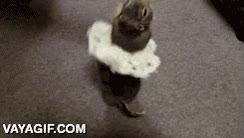 Enlace a Dejad que os enseñe la danza tradicional de mi gente