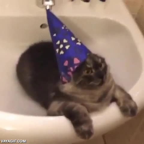 gorro,gato,pica,enfadado,indignado,brujo,mago