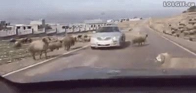 coche,abollar,abolladura,chocar,pelea de carneros,cabezazos