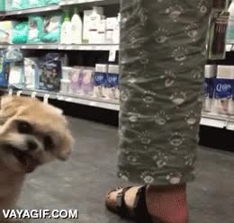el tipico dependiente de supermercado,perro,lengua fuera,derp dog