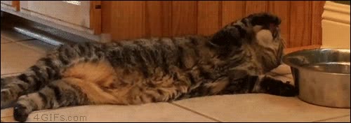 todo por no levantarse,pata,plato,agua,beber,gato