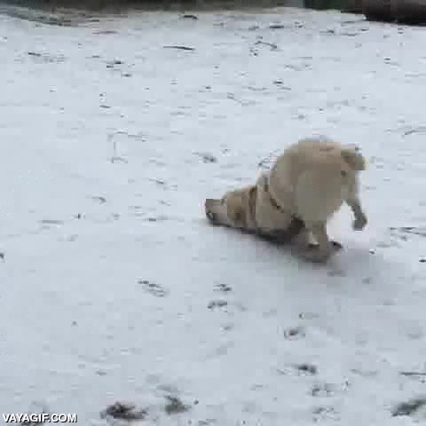 arrastrarse,restregarse,nieve,perro,refrescarse