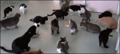 sincronización,flashmob,asustarse a la vez,flipar,gatos