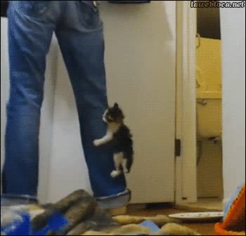 ninja,escalador,escalar,tejano,trepar,subido,cachorro,gato,gatito