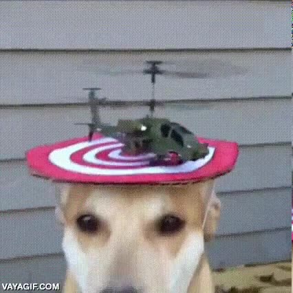 estatico,plataforma,radiocontrol,helicoptero teledirigido,perro,obediencia,helipuerto