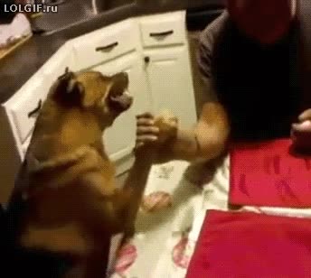 jugar,pulso,amenazador,amenazante,dientes,ense&ntilde;ar,muy competitivo,enfadado