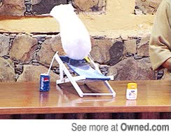 relax,voltereta,tumbona,hamaca,ave,cacatua