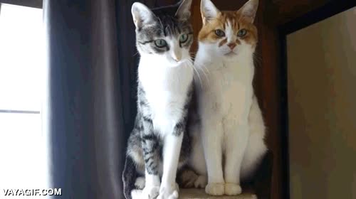 Hay dos tipos de gatos, los juguetones y los que te odian con toda su alma duerme con un ojo abierto,jugar,odio,mirada,juguetones,gatos