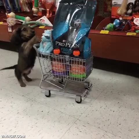 comprar,pienso,supermercado,carro,carrito,empujar,perro,comida