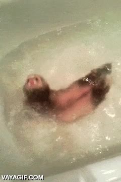 ferret,bañera,natación sincronizada,agua,huron