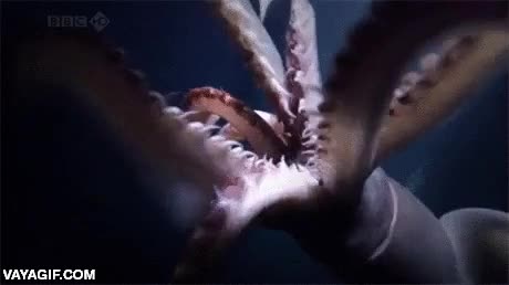 pesadilla,susto,ataque,atacar,puas,calamar