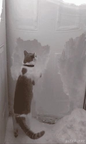 nieve,rascar,escapar,atrapado,nevada,puerta,gato