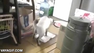 lavar,limpiar,sucio,suelo,trapo,fregar,gato