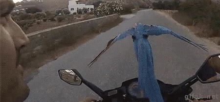 competir,carrera,acompañar,moto,guacamayo,loro