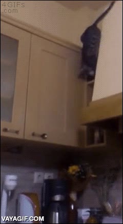 cocina,gato,ninja torpe,caer,de pie,doble,voltereta