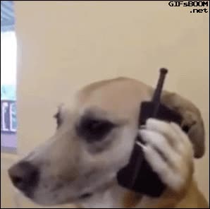 cancelar,castracion,veterinario,tiene truco,pata,telefono,perro