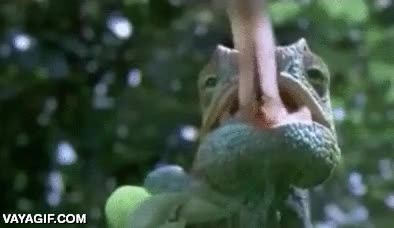 Enlace a Así cazan los camaleones a sus presas