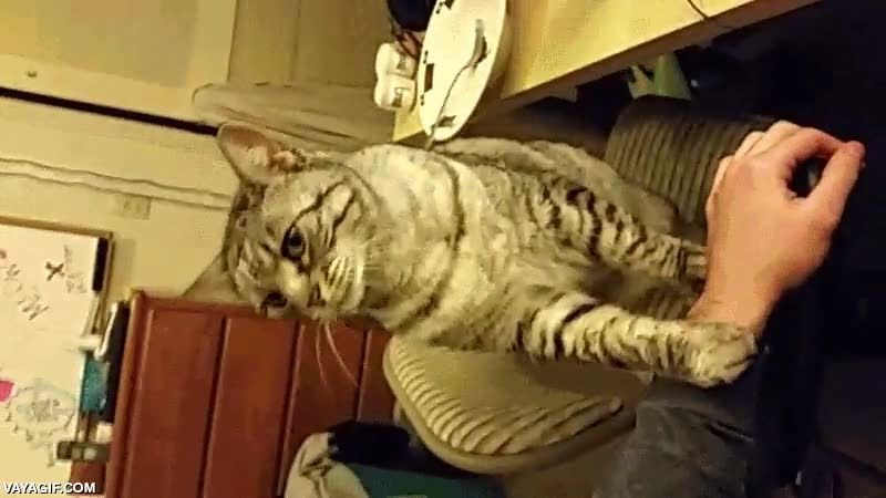 se te va la vida,ordenador,dejar,preocupado,gato,haz cosas útiles como acariciarme todo el día