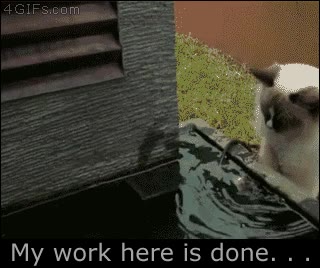 darle con la pata,salvar,gato,pez payaso,rescatar,rescate