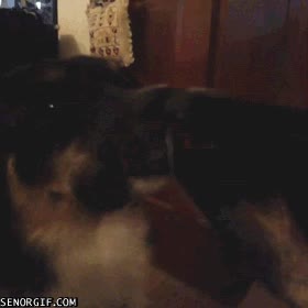 narcisista quien?,a si mismo,lengua,besarse,darse besos,espejo,perro