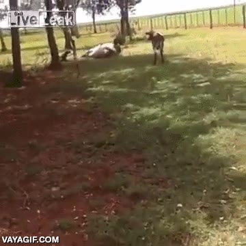 m&aacute;s acostumbrado a cabecear,carnero wins,vaca,carnero,cabezazo,deja a la vaca KO