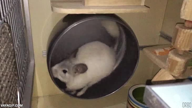 majestuoso,camara lenta,velocidad,correr,rueda,chinchilla,rata