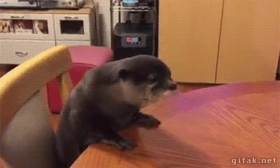 subir,intentar,a la de una a la de dos...,intentos,le cuesta,trepar