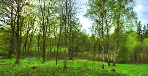 esperanza de vida al random,un año,estaciones,ciclo de la vida