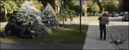 gato gigante,susto,miedo,perro,dragon,huir,asustar