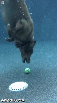 bucear,piscina,tenis,golden retriever,pelota,agua