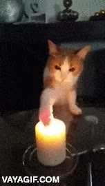 gata,gato,pata,quemar,vela,fuego,comer