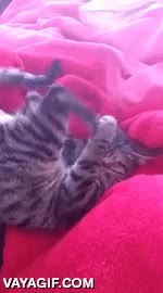 Enlace a ¡Me odio a mí mismo!