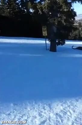 ahi en medio como si tal cosa,pista de esqui,cougar,parece un puma,nieve,animal salvaje,felino,gato