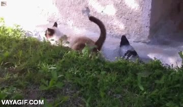 incordiar,troll,paloma,vivir al limite,gato