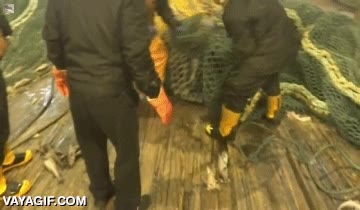 pescador,mordisco,morder,red de pesca,foca,marino,leon