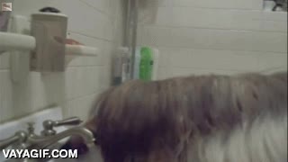 el solito,abrir,grifo,listo,perro