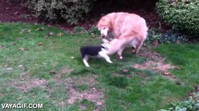 morder,labrador,dar vueltas,golden retriever,corgi,cola