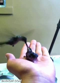 dar de comer,polluelo,guacharro,bebe,cria,colibrí,alimentar