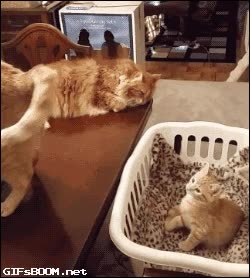 gatito,gato,cola,hipnotizarse,hipnosis,se cae,al suelo