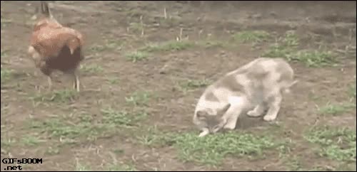 gato,gallina,pollo,gallo,robar,rapido,rapidez