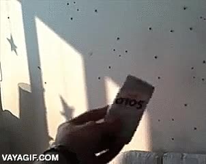 ara&ntilde;a,ara&ntilde;as,insectos,pared,blanca,invasi&oacute;n,plaga