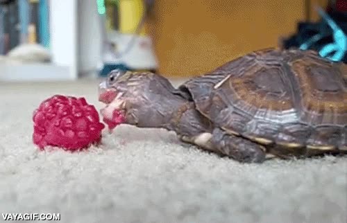 mora,tortuga,tortuguita,comer,bocados,cr&iacute;a
