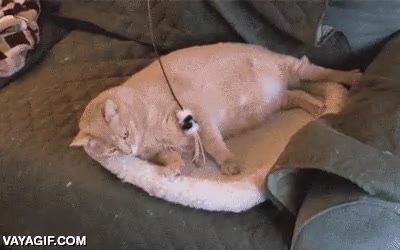 gato,jugar,juguete,pasando,pereza,vago