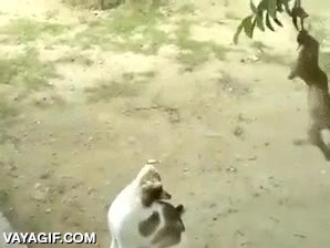 mono,monete,liana,jugar,cr&iacute;a,al rev&eacute;s,balancearse,gato