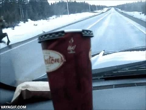 alce,animal enorme,carretera,resbalon,resbalar,comico,canada,canadiense